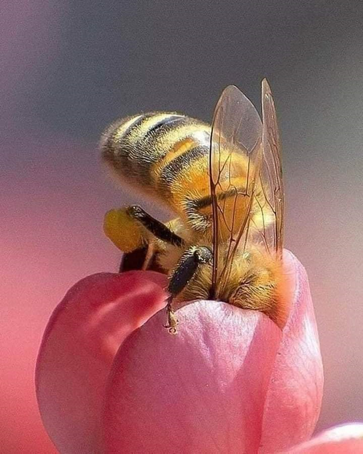 ECOAS's tweet photo. 🌻🐝🧡
.
#apicultura #abelhas #mel #bee #natureza #sorocaba #mel #abelha#Sorocaba #sp #SãoPaulo #ECOAS https://t.co/mh8iiJl9Nd