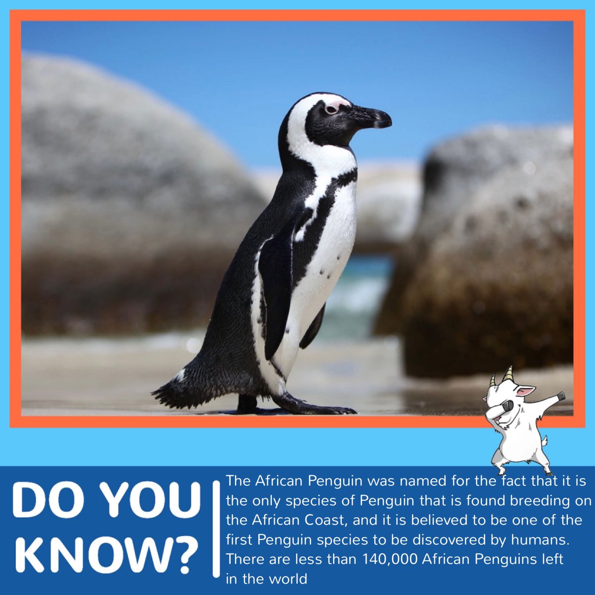 AquaBsc's tweet photo. DAY 7 OF OCEAN WEEK! ocean Animal of the day: African Penguin penguin which animal of the day fact post was your favourite? Let us know!
https://t.co/5FJ3PWP2iT
#OceanWeekWithAquaGoat #OceanWeek #penguins #AquaGoatBSC #AquaGoat https://t.co/6mnu2h6SDE