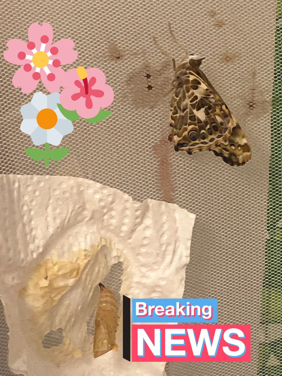 KitNielsen27's tweet image. Our First Lady has emerged !!!  🥰🦋#lifecycles #environmentalchanges #thirdgradescience #pollinators @STEMscopes @MrMack_JES @brookskristen1 @SalernoBethel