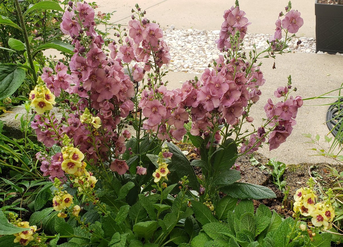 Sleepyville1's tweet photo. I can wear this as prints for my skirt. Verbascum #gardening https://t.co/k9wyznzDd7