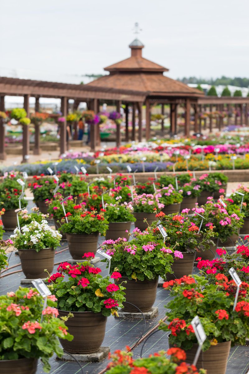 MetrolinaGHS's tweet photo. Our trial garden was in its prime today for our industry open house. Breeders were able to walk the gardens to evaluate how their varieties are doing this year as part of their effort to provide the best plants to the public. Enjoy some of the beautiful scenes from today. https://t.co/8yosrCOHTy