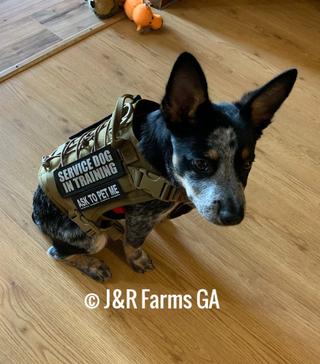 Got our vest ( just a tad big right now) and ready for the training to begin 😬