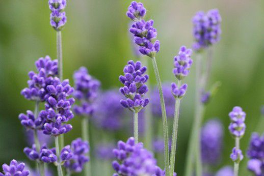 メリアルーム 6 17いいね お休みです 今日の花 6月11日の誕生日花は ラベンダー 花言葉は 期待 です この 日生まれの人は 計画的でライフプランをきちんと考える人です 現実主義者なので 無理をせずコツコツと努力を重ねて成功を掴む