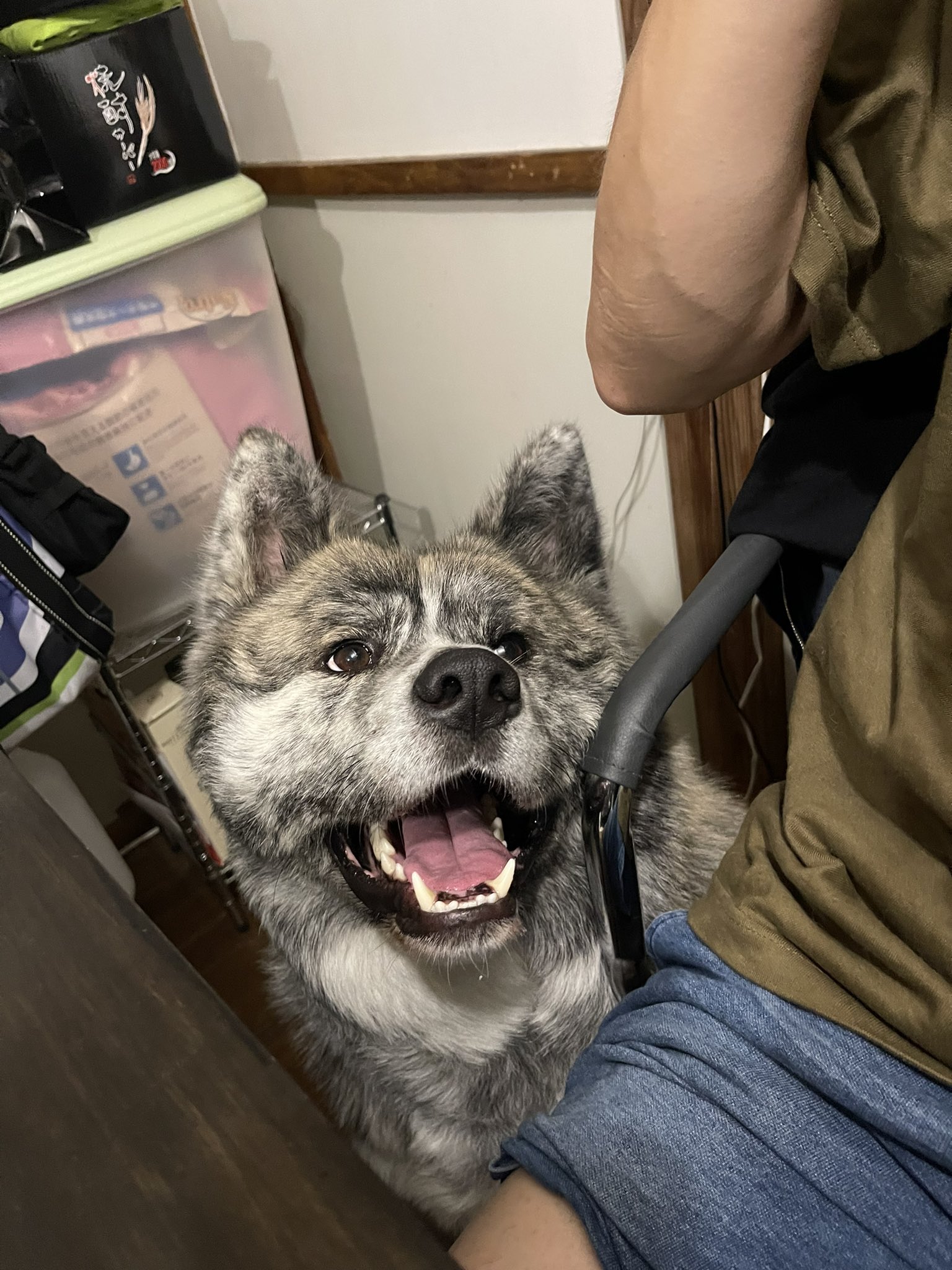 秋田犬 ぎん おいしそー 秋田犬 虎毛 ムク毛 大型犬 ぎんちゃん 流れ星銀 銀牙 大型犬のいる生活 Akitainu 秋田犬保存会 秋田犬虎毛 日本犬 秋田 いぬすたぐらむ 犬好きな人と繋がりたい Akita Japan Cawaii Longcoatakita Doggo 天然