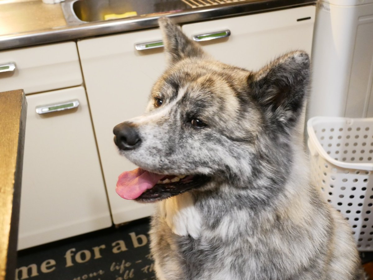 秋田犬 ぎん おやつください 秋田犬 虎毛 ムク毛 大型犬 ぎんちゃん 流れ星銀 銀牙 大型犬のいる生活 Akitainu 秋田犬保存会 秋田犬虎毛 日本犬 秋田 いぬすたぐらむ 犬好きな人と繋がりたい Akita Japan Cawaii Longcoatakita Doggo 秋田犬 ぎん おやつください 秋田犬 虎毛 ムク毛 大型犬 ぎんちゃん 流れ星銀 銀牙 大型犬のいる生活 Akitainu 秋田犬保存会 秋田犬虎毛 日本犬 秋田 いぬすたぐらむ 犬好きな人と繋がりたい Akita Japan Cawaii Longcoatakita Doggo