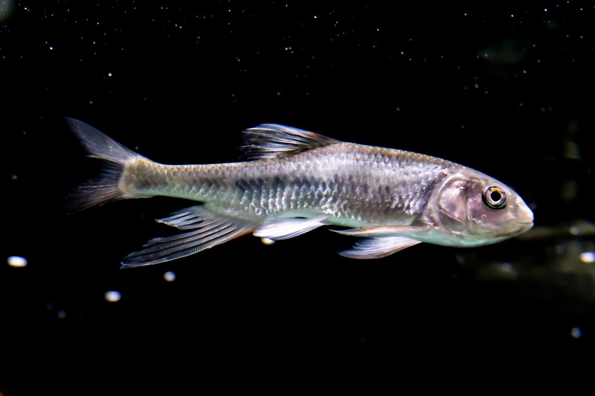 あでぺん いきもの用アカウント 婚姻色も追星も長いヒレもよく撮れた 川魚 良き オイカワ ヤマベ モツゴ Freshwaterminnow しながわ水族館 T Co Vzkjfavew7 Twitter