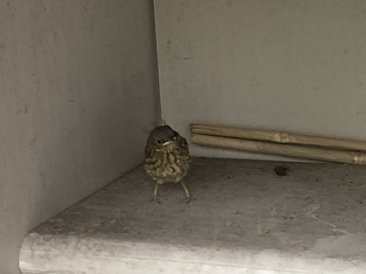 Caldercuilt's tweet photo. Look what has hatched from itโs chrysalis in Primary 4???
We have our very first butterfly!
And in the garden we had a visitorโฆ a robin fledgling.
We love nature.๐
#cpslovelearning https://t.co/RJ7a3GnJsg