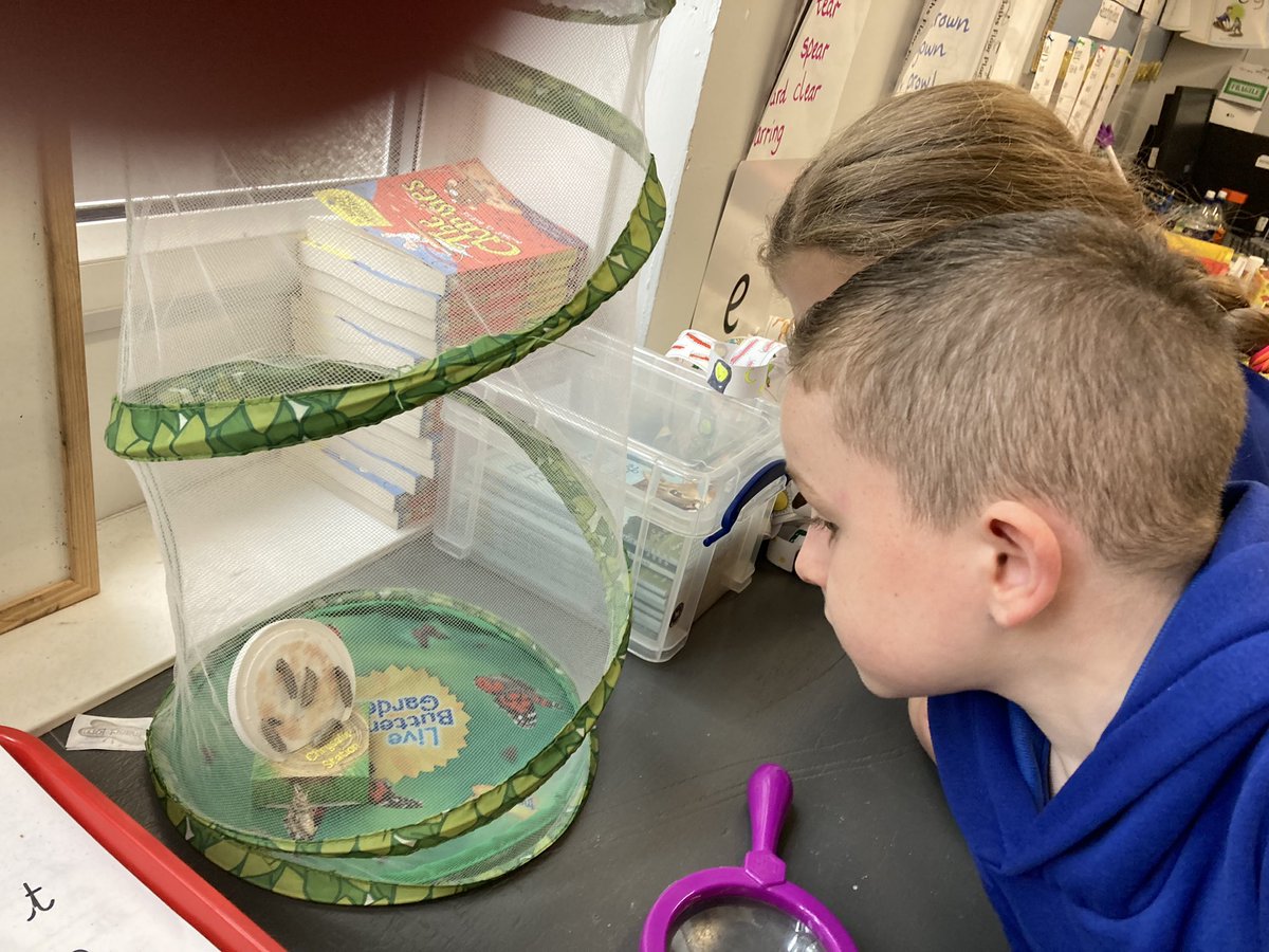 Caldercuilt's tweet photo. Look what has hatched from itโs chrysalis in Primary 4???
We have our very first butterfly!
And in the garden we had a visitorโฆ a robin fledgling.
We love nature.๐
#cpslovelearning https://t.co/RJ7a3GnJsg