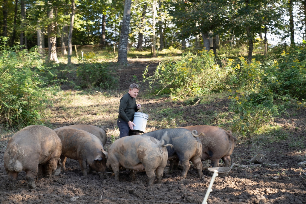 Why yes, this is a photo of Gordon Ramsay feeding our Heritage Breed hogs! Last fall, @GordonRamsay visited the farm grounds to film his hit TV show “Gordon Ramsay: Uncharted” on @NatGeoTV. Stay tuned for more info! (Credit: National Geographic/Justin Mandel) https://t.co/4AYoCdZ5Zy