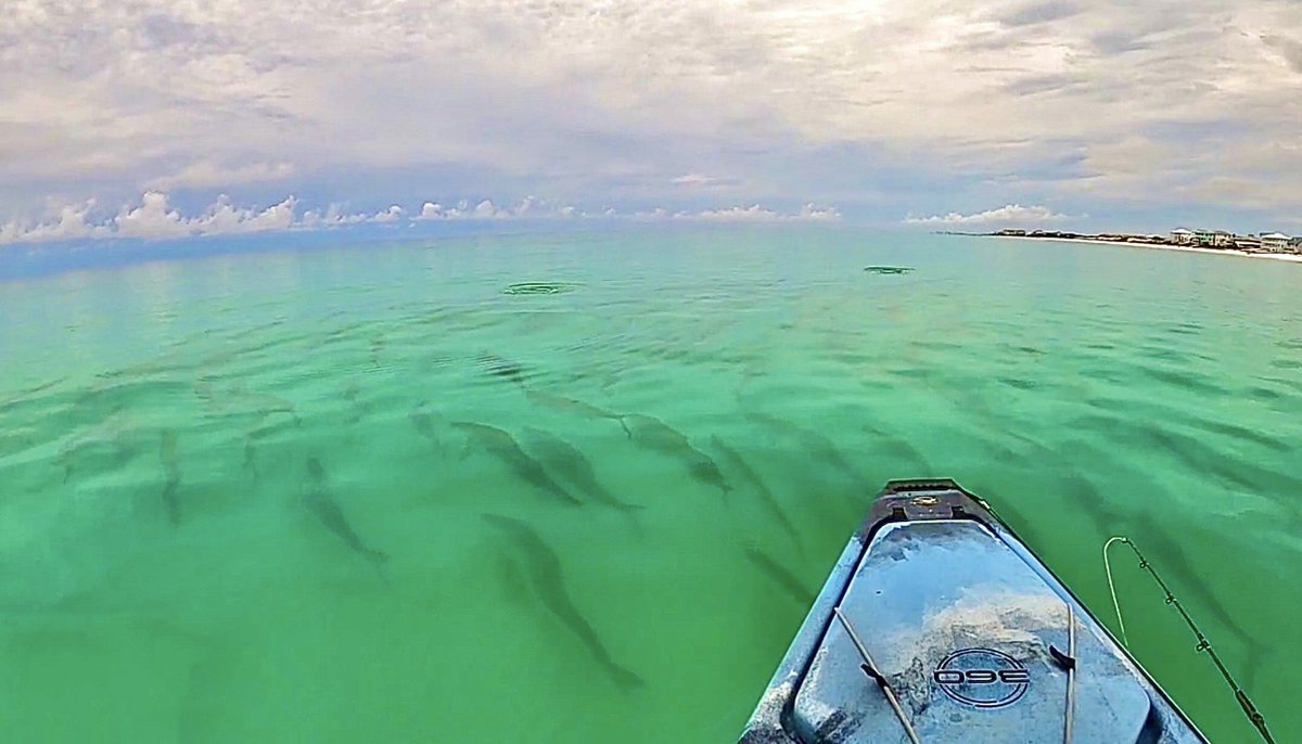 🇺🇸 deuceFISHalo tweet media