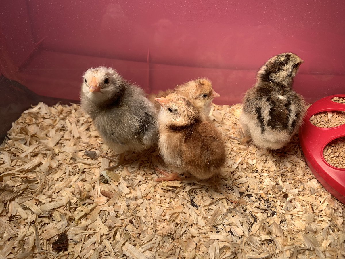 M_Muphy1290's tweet photo. We are very egg-cited to have Bubbles, Pumpkin, Snickers and Top Dog join our class before my kiddos fly the coop for summer vacation! https://t.co/vNy252OTyl