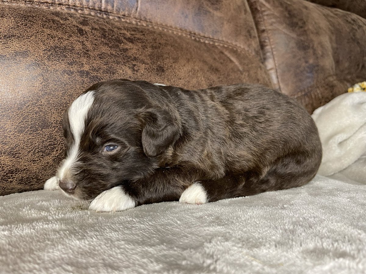 b_reezy21's tweet photo. 4 ASDR mini aussies still available! $100 off of black and white boys today! PM for me info❤️ https://t.co/m3IvId0rP8