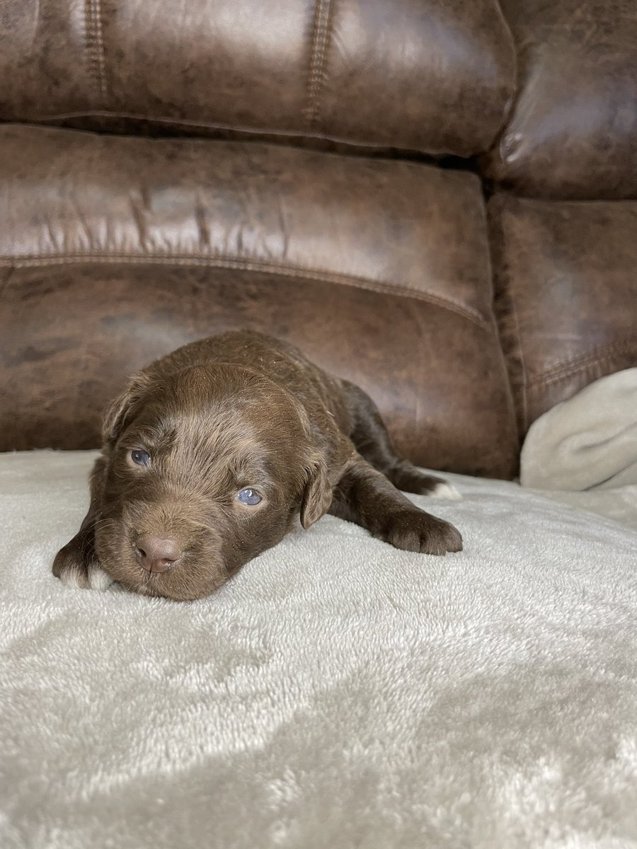 b_reezy21's tweet photo. 4 ASDR mini aussies still available! $100 off of black and white boys today! PM for me info❤️ https://t.co/m3IvId0rP8