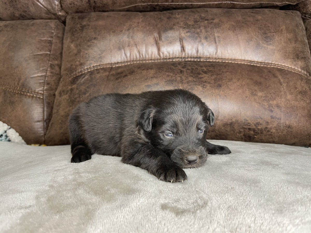b_reezy21's tweet photo. 4 ASDR mini aussies still available! $100 off of black and white boys today! PM for me info❤️ https://t.co/m3IvId0rP8
