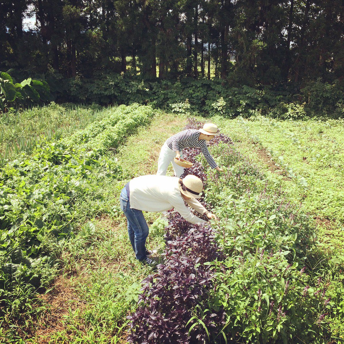 Kvina Librodekvina Twitter