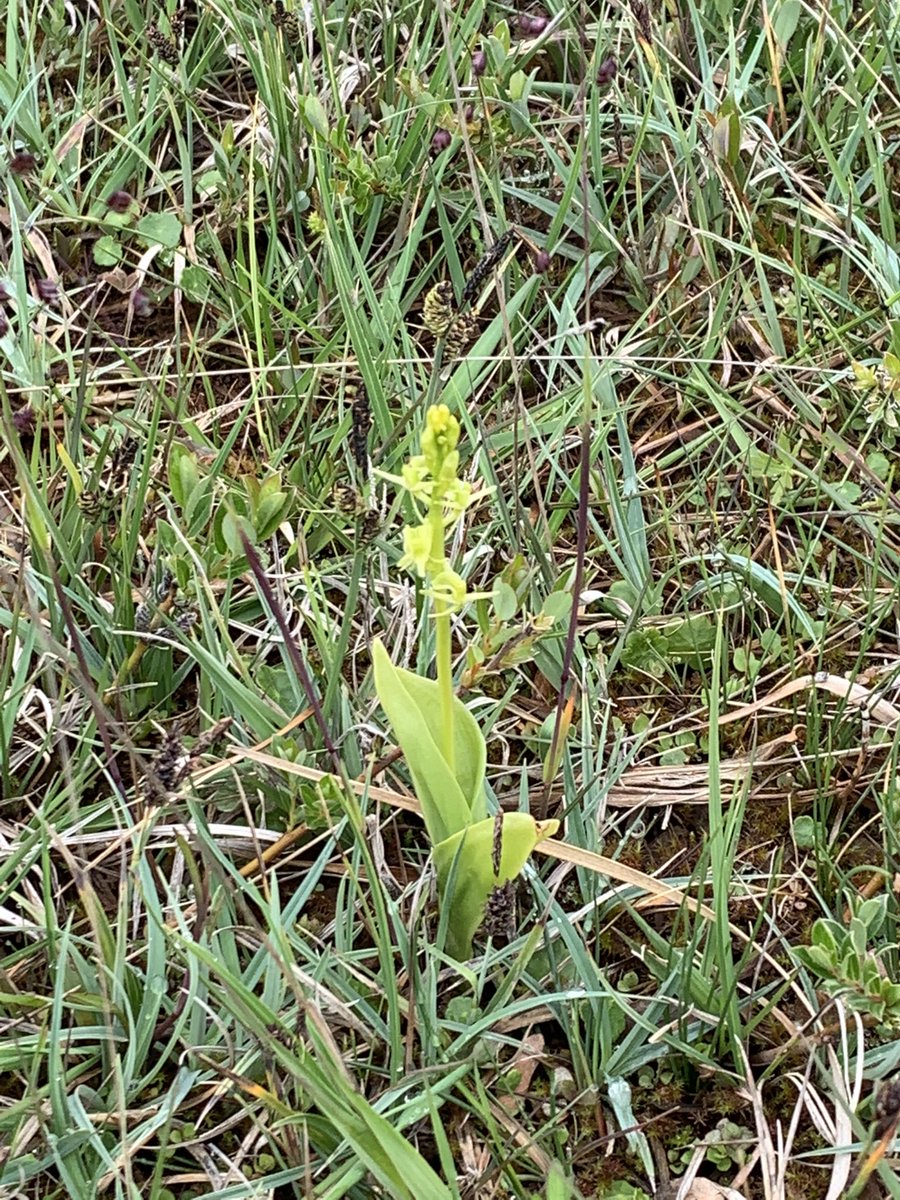 petedaviesphoto's tweet photo. Day 10
#30DaysWild
What a grand day out at #kenfigpool with an old college buddy. Treated to an otter on the pool, serenaded by Cettiβs warbler, a shark attack and rare Fen Orchids @KenfigWarden
@30DaysWild @WildlifeTrusts https://t.co/czdfz9wtGV