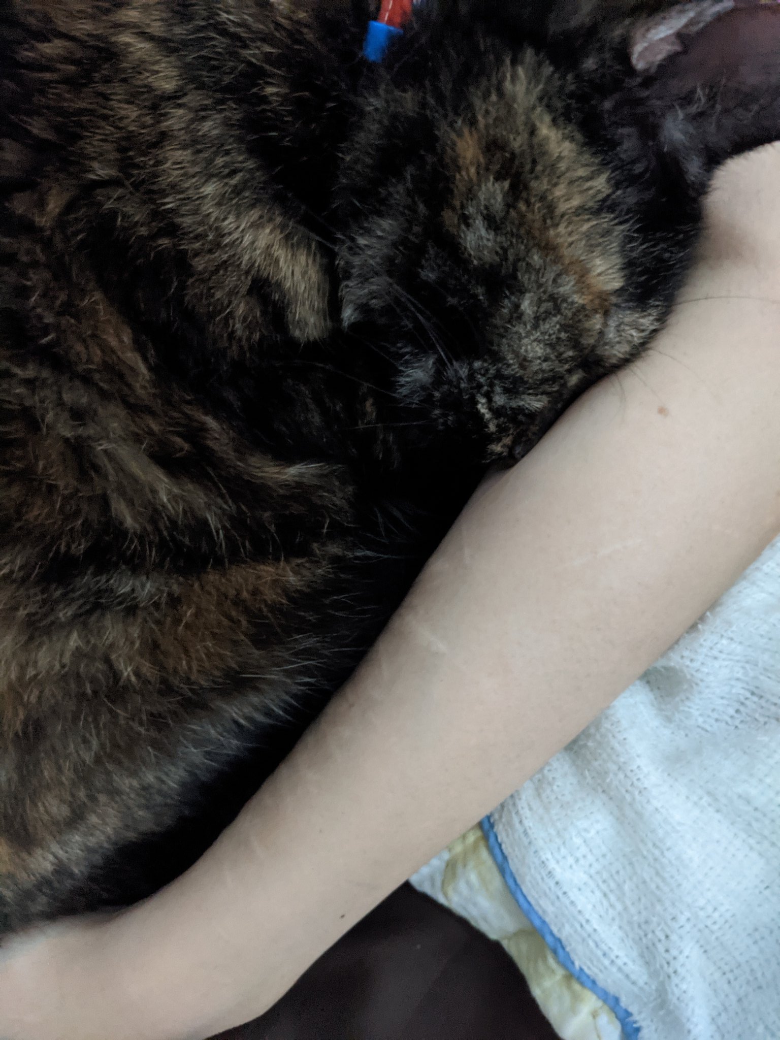 猫って体温高いよね Twitter Search Twitter