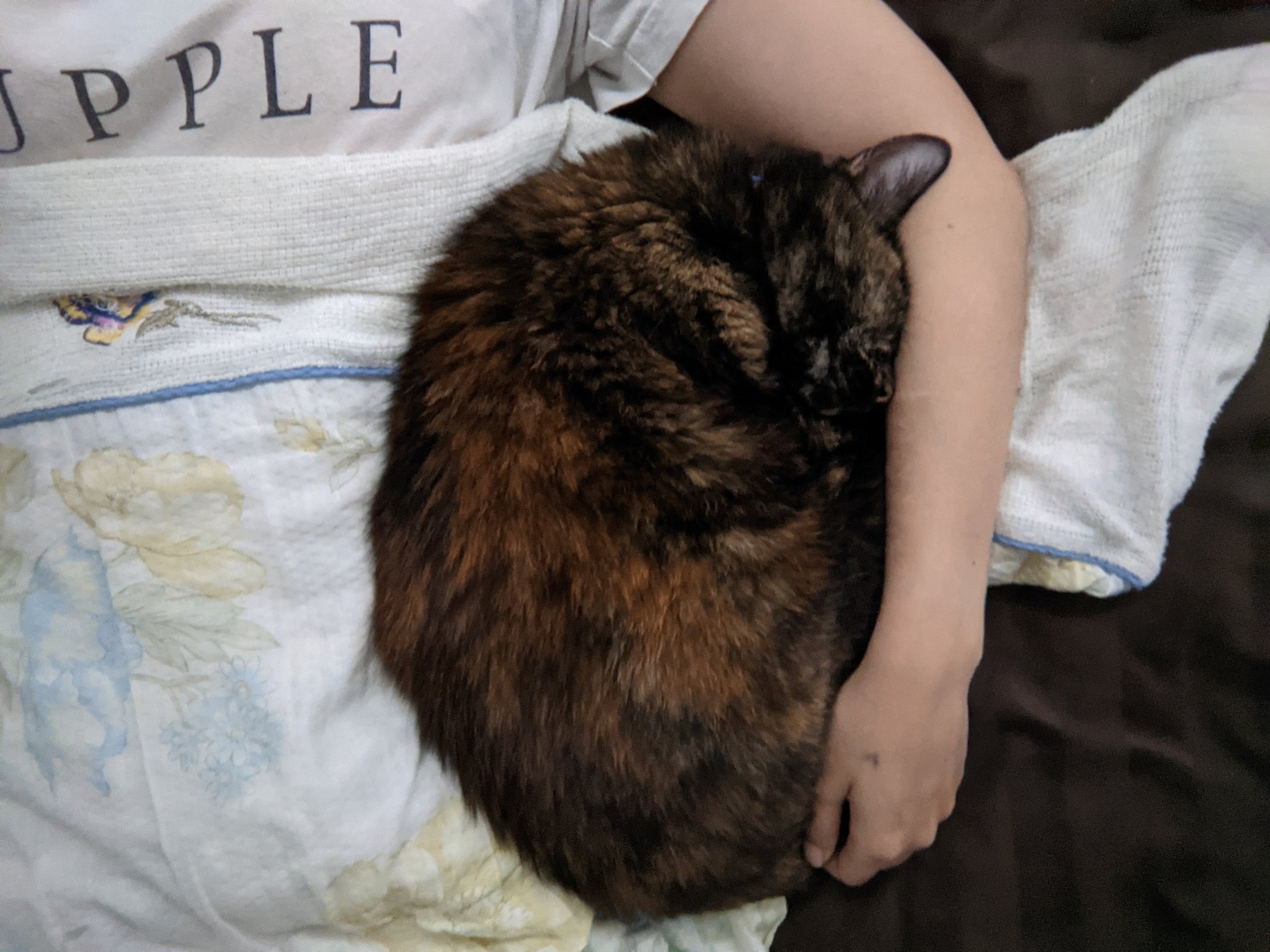 猫って体温高いよね Twitter Search Twitter
