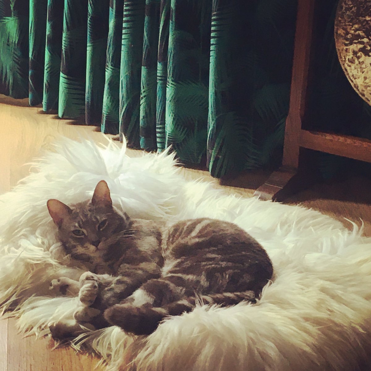 deedeebert's tweet image. Fostering Marv is probably the best thing we’ve done during the Covid nightmare. ❤️