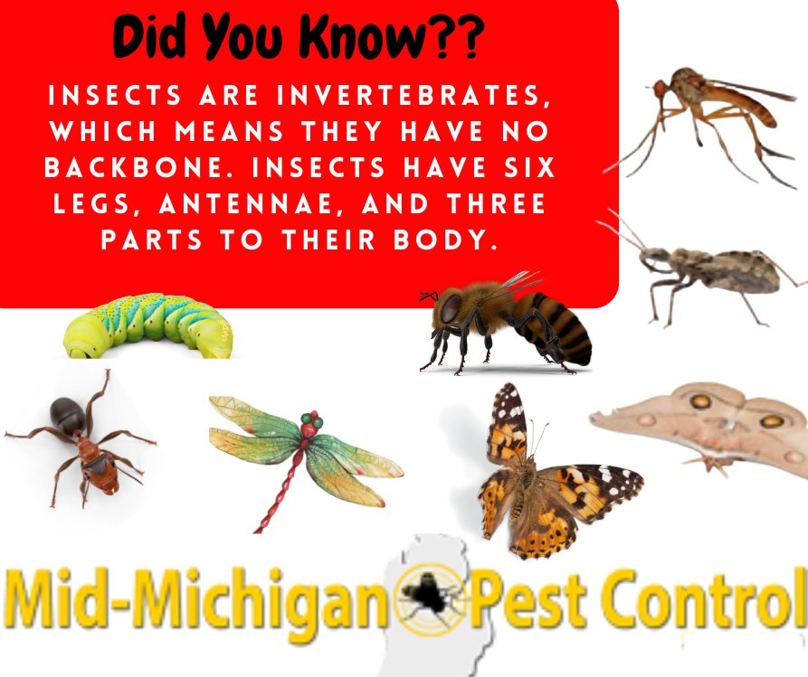 Back to the Basics!  👋#smarterthanafifthgrader #fourseasonext #midmipestcontrol #puremi