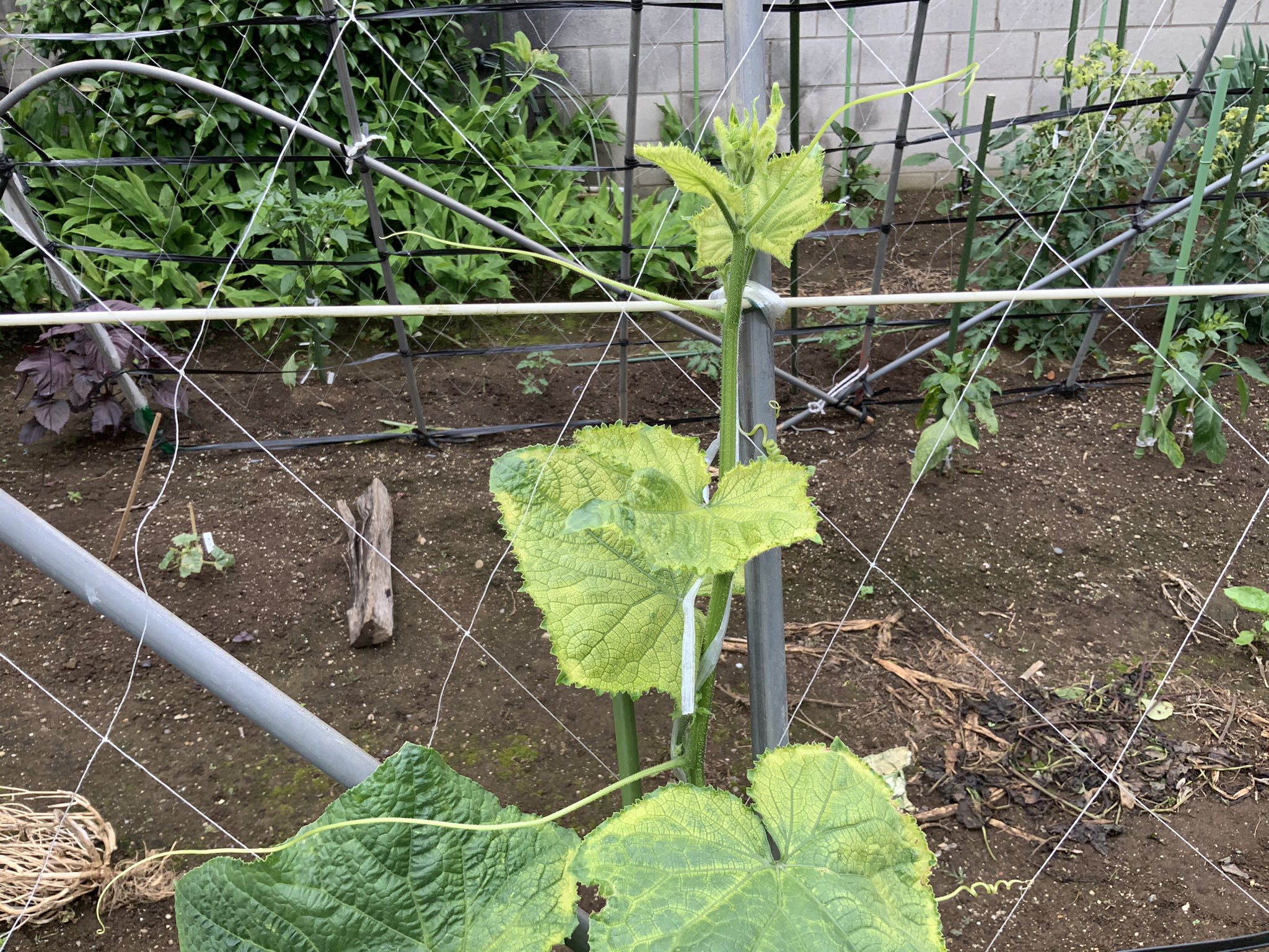 タネのハシモト 家庭菜園の方からの診断依頼 病気も疑いましたが 濃度障害 と予測しました 堆肥系を 株元付近に相当量入れ込んだ事が要因ですネ キュウリ トマト ミニトマト 濃度障害 根 家庭菜園 連作障害 T Co A1jnq9mpek Twitter