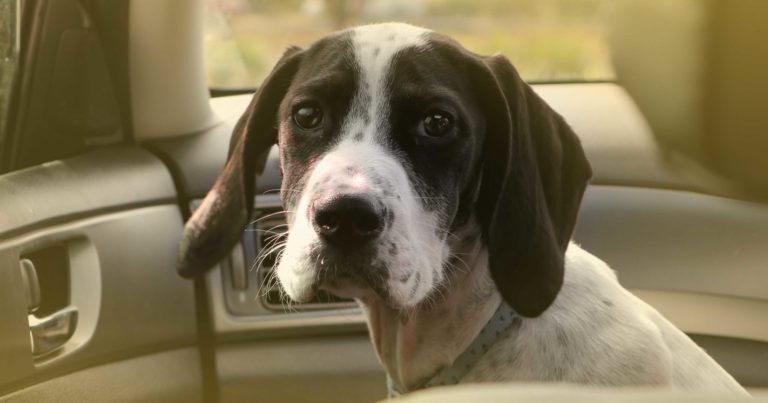 MargoSusco's tweet photo. ๐ฅNow is the time to be extremely mindful of keeping pets & all animals out of the sun/heat, & out of harmโs way! Please ensure they have shade & water, & bring them indoors if you can. ๐ซ๐โ๐ฆบ in hot ๐๐ปs! #pawsgethot #doesnttakelong #AnimalCare https://t.co/MGCtCcNUjv
