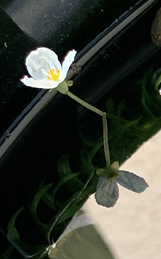 アナカリスの花 Twitter Search Twitter