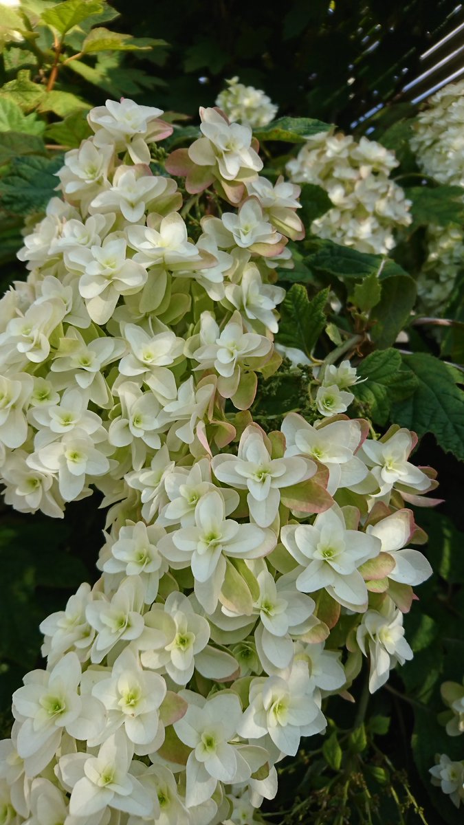 sougyokutei's tweet photo. 【今朝の花】柏葉紫陽花。ご近所さんに水やりを頼まれたので、朝イチにホースでタップリと散水。今年も良く咲いている。暑い吉祥寺より。#Oakleafhydrangea #Tokyo #thesummerofhell #watering https://t.co/yeltvy112G