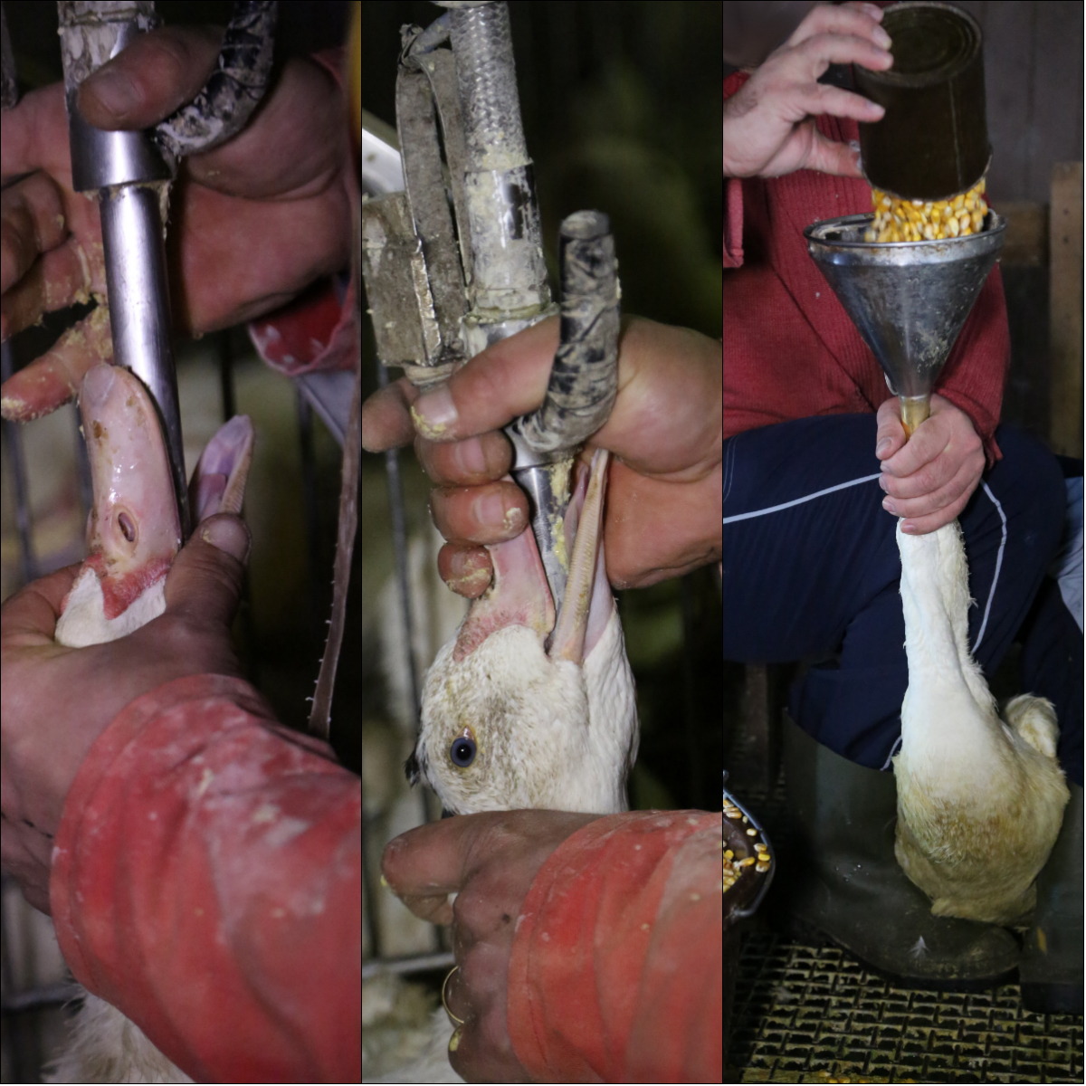 peta's tweet photo. THIS is foie gras. 

The birds are force-fed causing their livers to swell up to 10 times their normal size.

Many birds have difficulty standing because their engorged livers distend their abdomens, and they may tear out their own feathers and attack each other out of stress. https://t.co/cIxjG5GueA