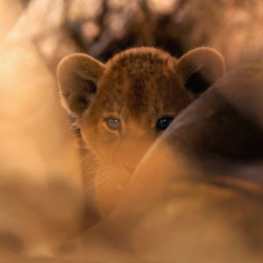 The jungle welcoming new life.