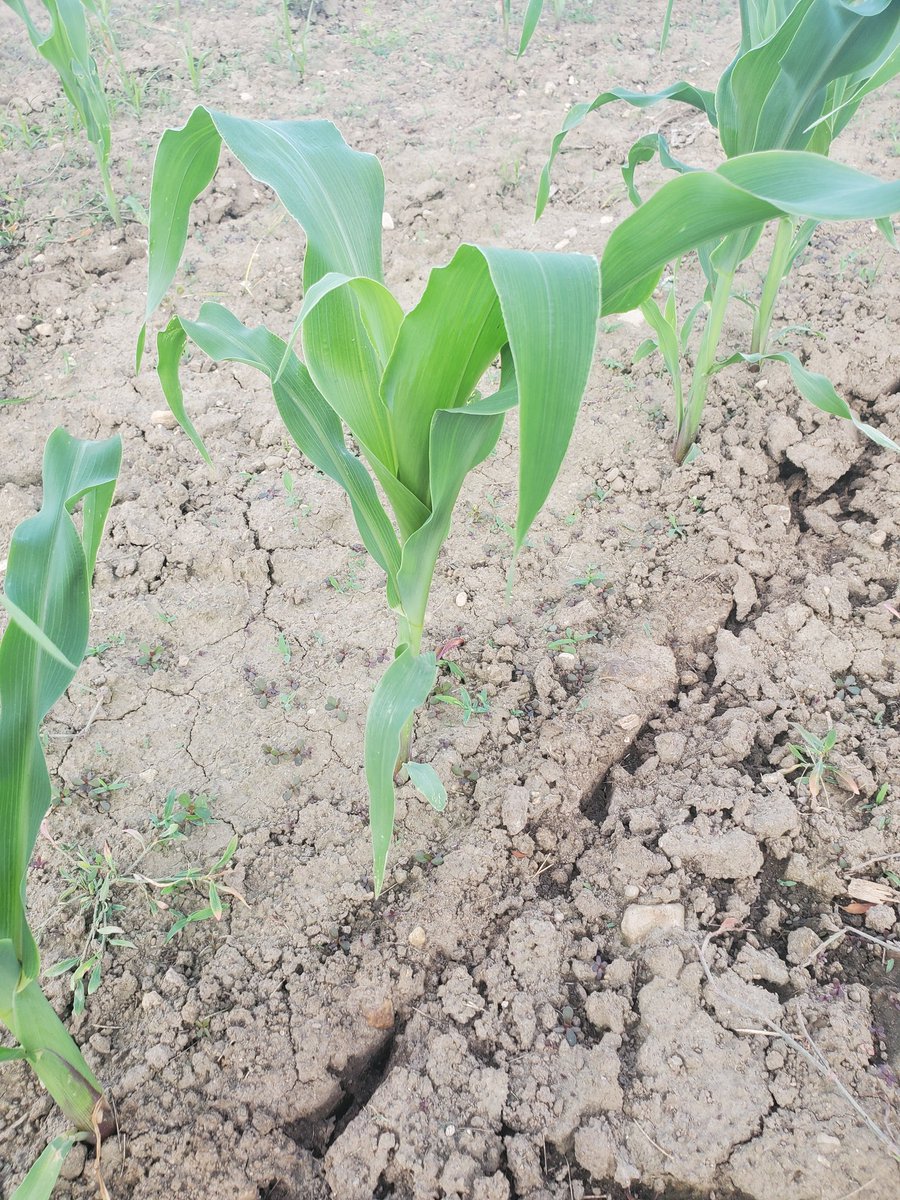 wright_corn tweet picture