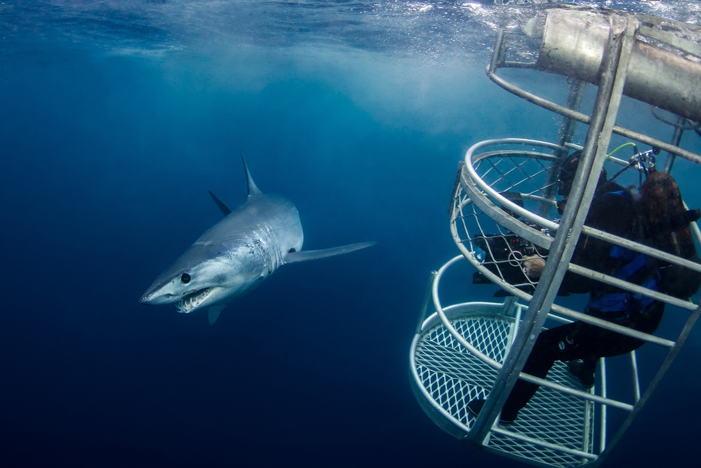 TheGreaterGo's tweet photo. Calling all adventure-seekers!

If shark diving, paragliding, and heli-skiing are your idea of a vacation, we can help you plan the adventure of a lifetime!

Get inspired by learning about these 10 incredible adventure vacations around the world: https://t.co/ckv5KuDguH https://t.co/LVF945ixYZ