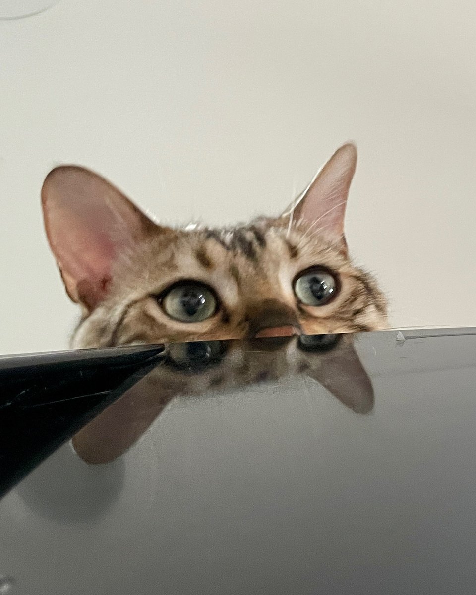 jsrphotos's tweet photo. Currently
#FridgeCat https://t.co/sVpKJ9mbol