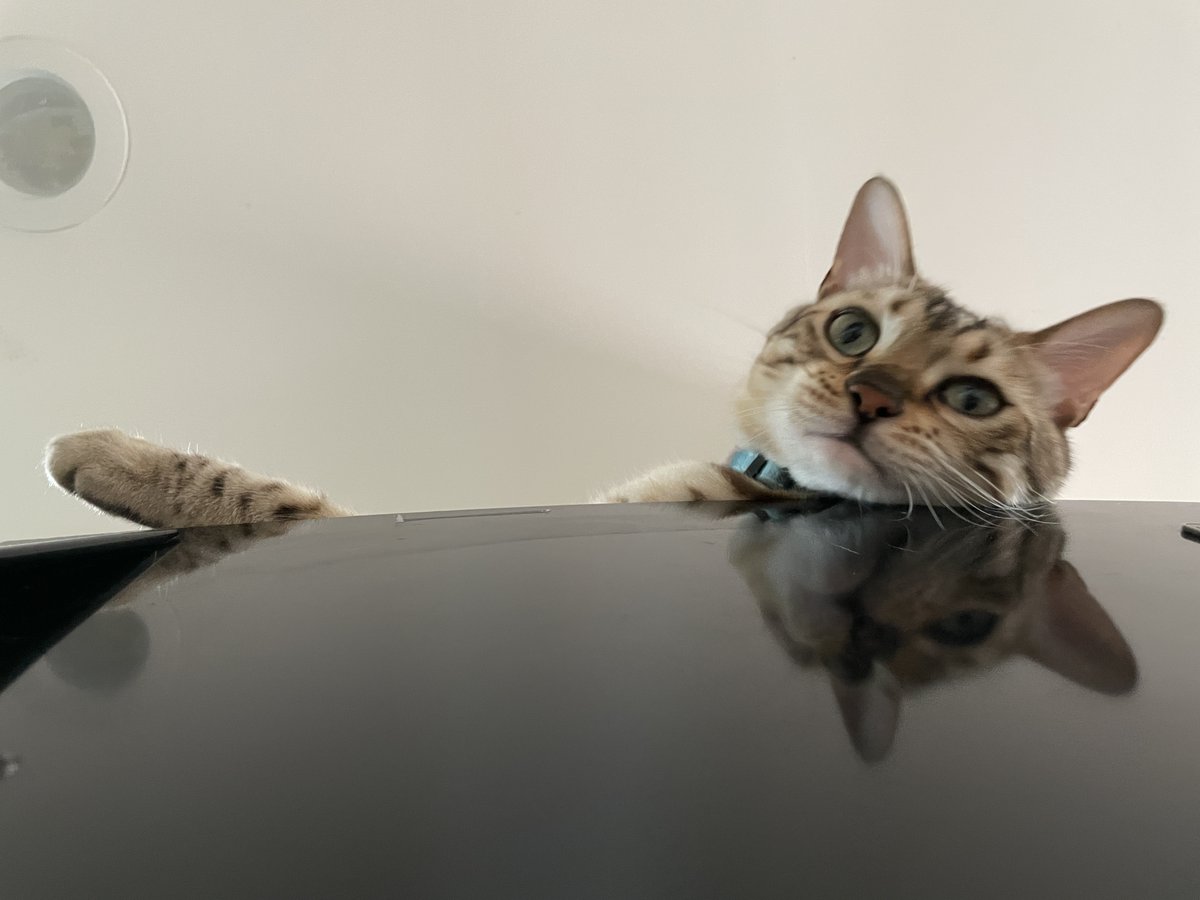 jsrphotos's tweet photo. Currently
#FridgeCat https://t.co/sVpKJ9mbol