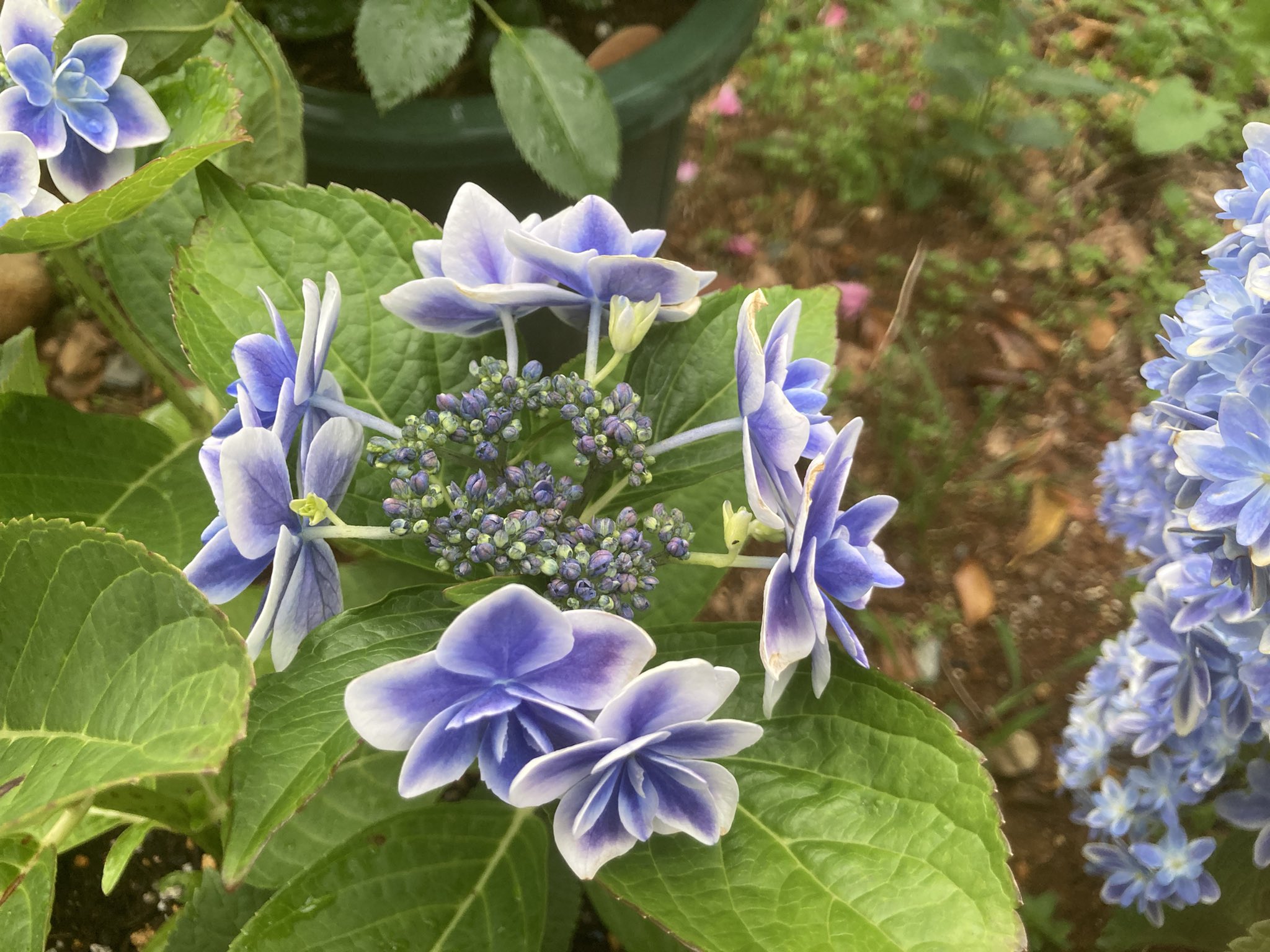 アジサイコンペイトウ Twitter Search Twitter