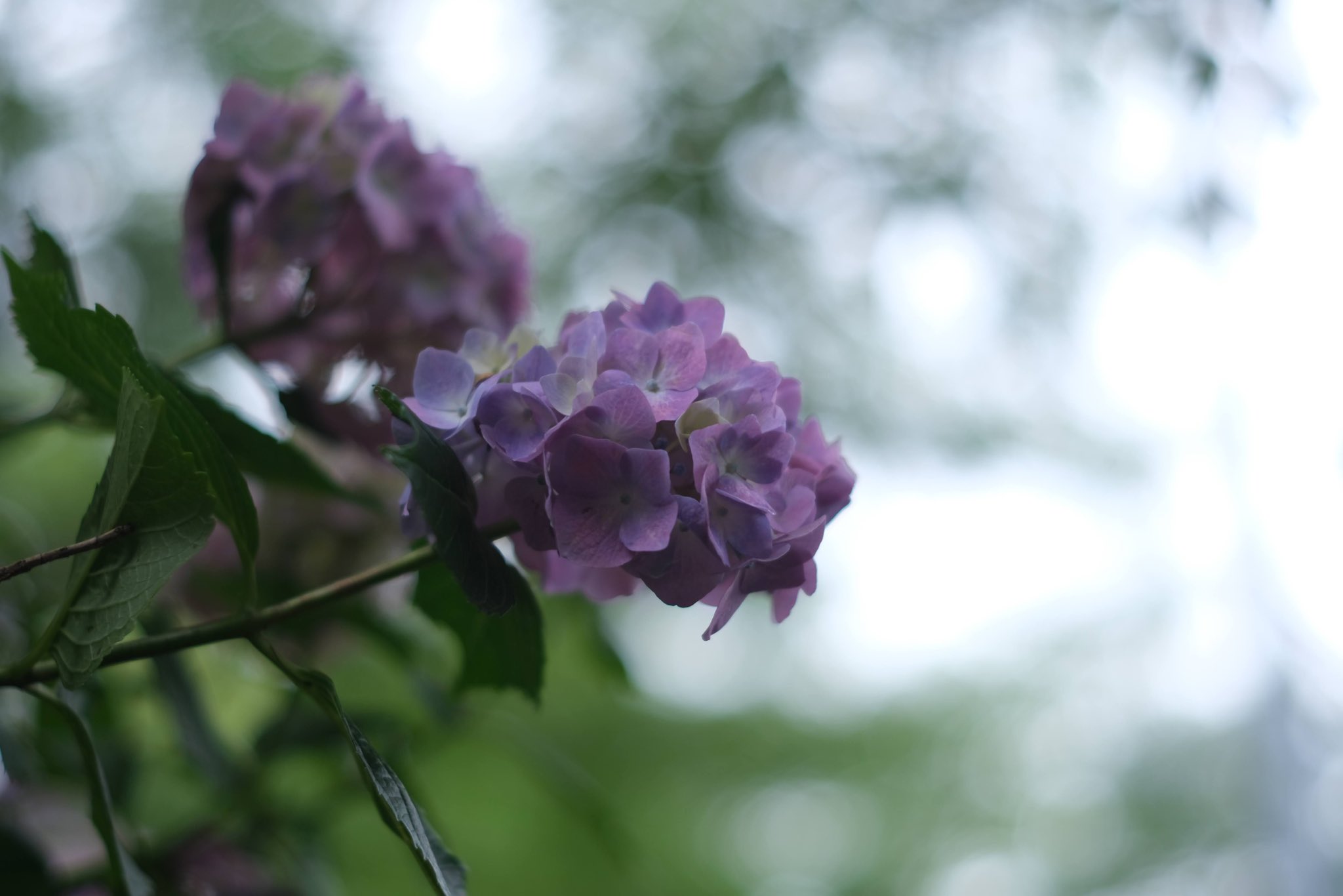 秋葉公園 Twitter Search Twitter