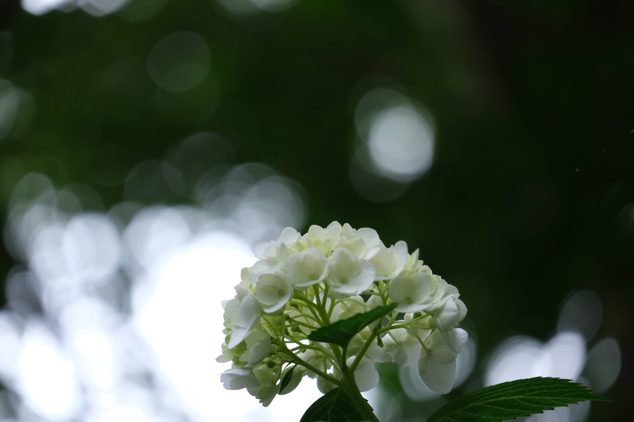 秋葉公園 Twitter Search Twitter