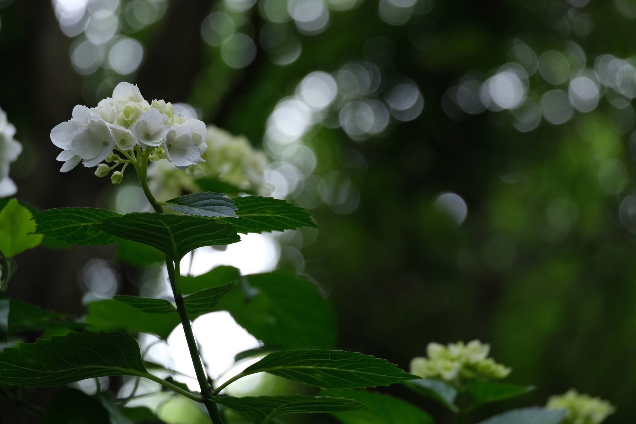 秋葉公園 Twitter Search Twitter