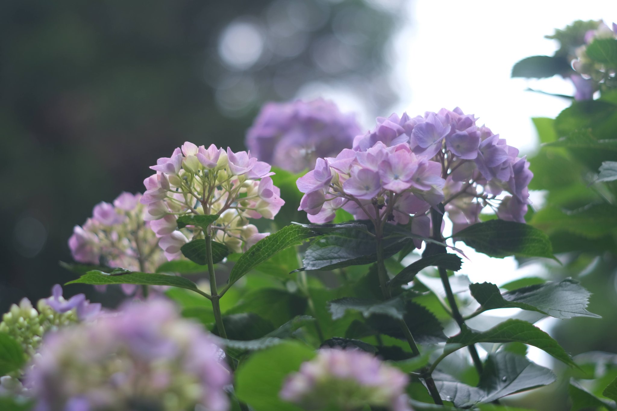 秋葉公園 Twitter Search Twitter