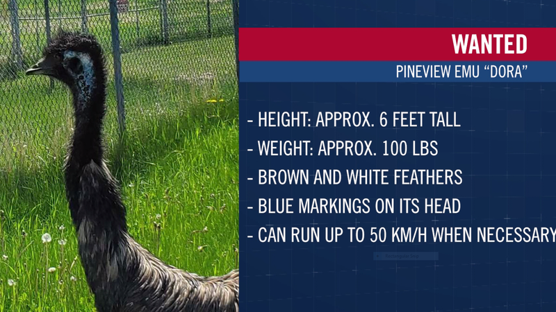 Elusive emu still missing near Prince George dlvr.it/S1Txd7