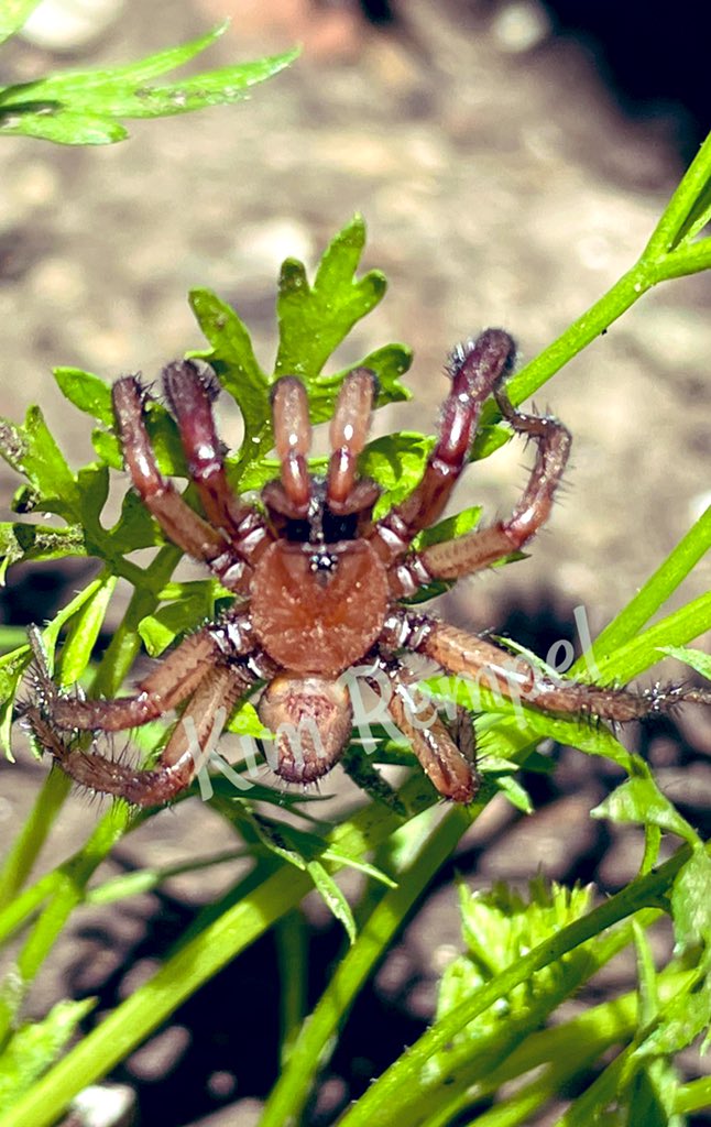krackedtkup's tweet photo. AMAZING find today in one of my raised garden beds. 1st I saw a massacre of a couple dozen large beetles strewn across an 8’x4’bed. Then I saw her! #rare #crazyfind #arachnids #spiders #tarantuloid ? #taranula #PinantanLake #Kamloops #BritishColumbia #beetles #Carrots #Garden https://t.co/4wfxRHRXpz