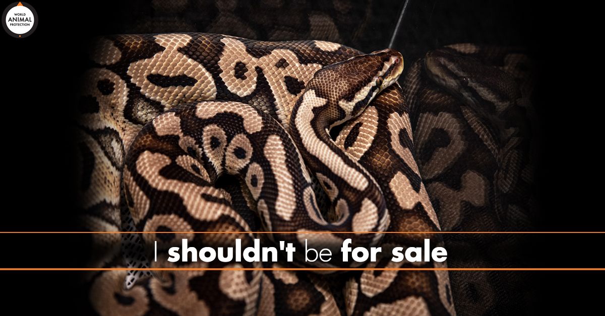 Tell PetSmart to stop the sale of reptiles and amphibians: buff.ly/2M4bpR4