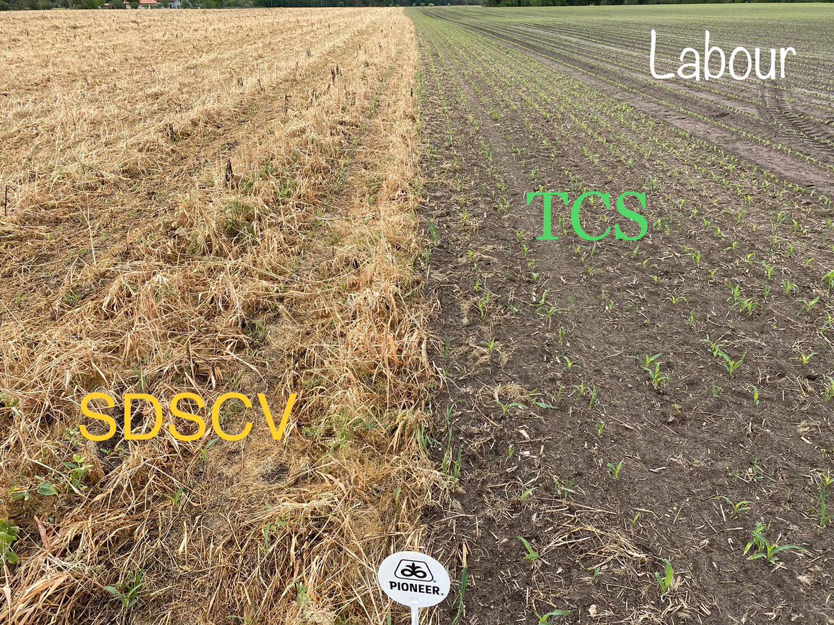 BonaHoun640's tweet photo. Plateforme @CortevaFR  Semis + 10 semaines 🌽 - 31 Mars
Comparaison :
Pratiques culturales (SD TCS LABOUR)
Écartements entre rangs (40 80)
Densités 95 105 115
Hybrides #P0937 #P0900 #P0710 
@PioneerSeeds #AquaMax #LumiGENPremium https://t.co/7z3WL3XiDO
