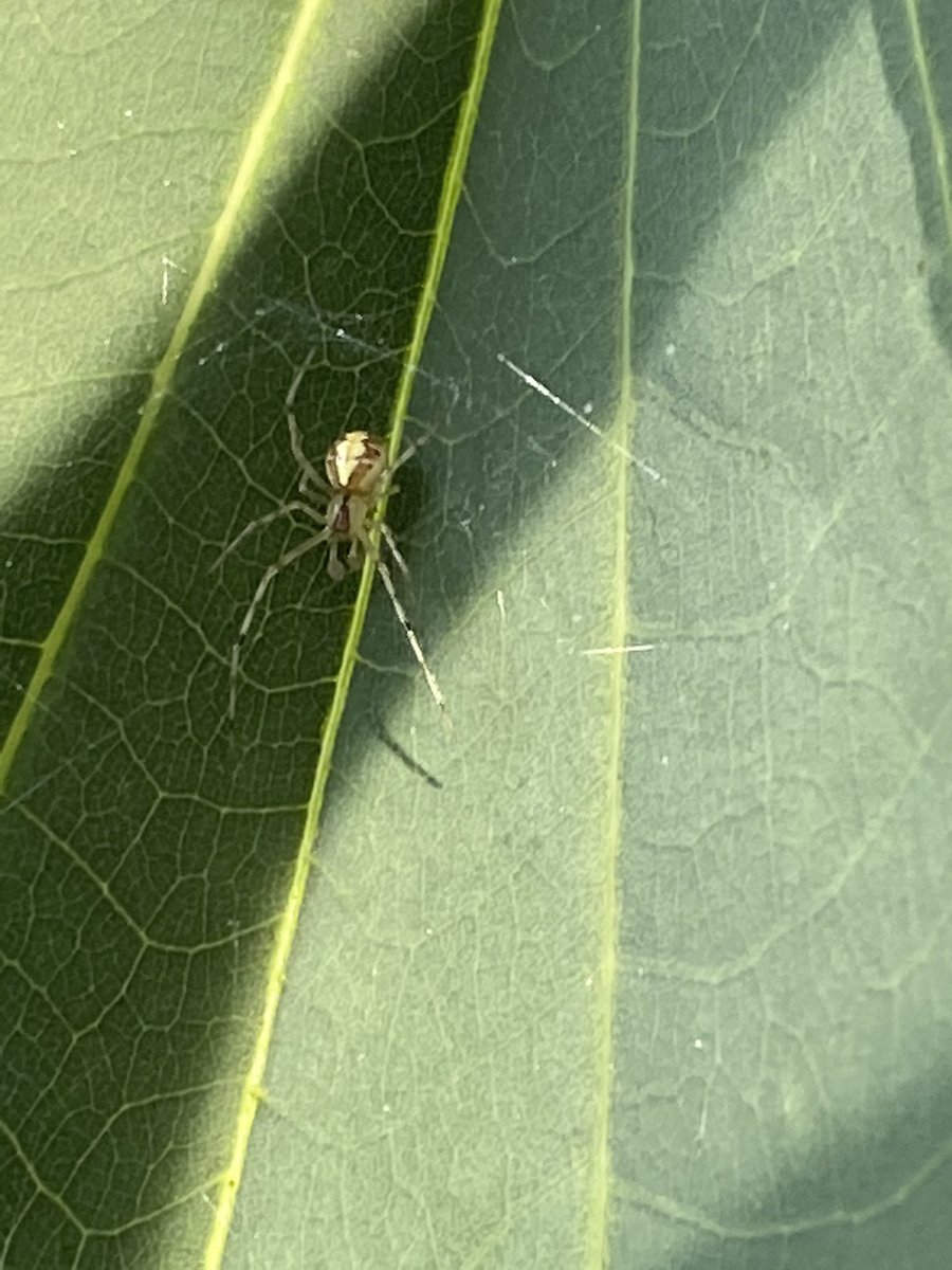 KitziaMitre's tweet photo. @Arachno_Cosas encontré esta en mi jardín en CDMX en Bosques de las Lomas, espero que no sea de importancia médica por que aquí la deje jaja https://t.co/47DioSQC71