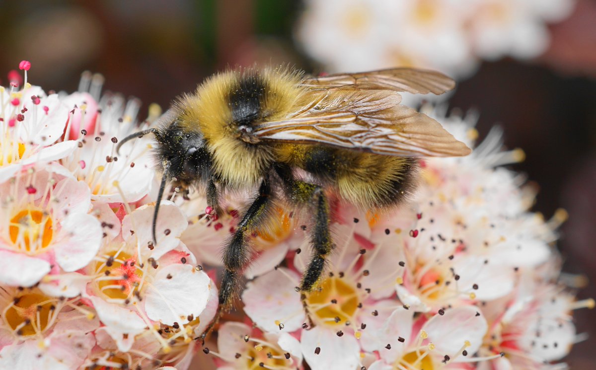 ~20% of bees are nest parasites. Nest parasites don't collect pollen and instead lay eggs in nests of other bees. Native BC nest parasites include species of Nomada (pic'd), some Bombus (pic'd), Sphecodes, Stelis, Coelioxys, Epeolus, and Triepeolus #bcnativebees #cleptoparasite