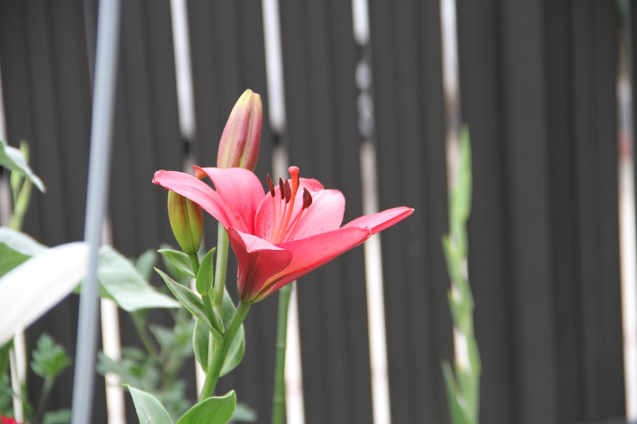 シグオジサン カサブランカの白と赤の花が咲いていました 鉄砲をも咲いていました ユリの花 ファインダー越しの私の世界 社員好きの人と繋がりたい 私の見た記憶 T Co Yssobn4ioq Twitter