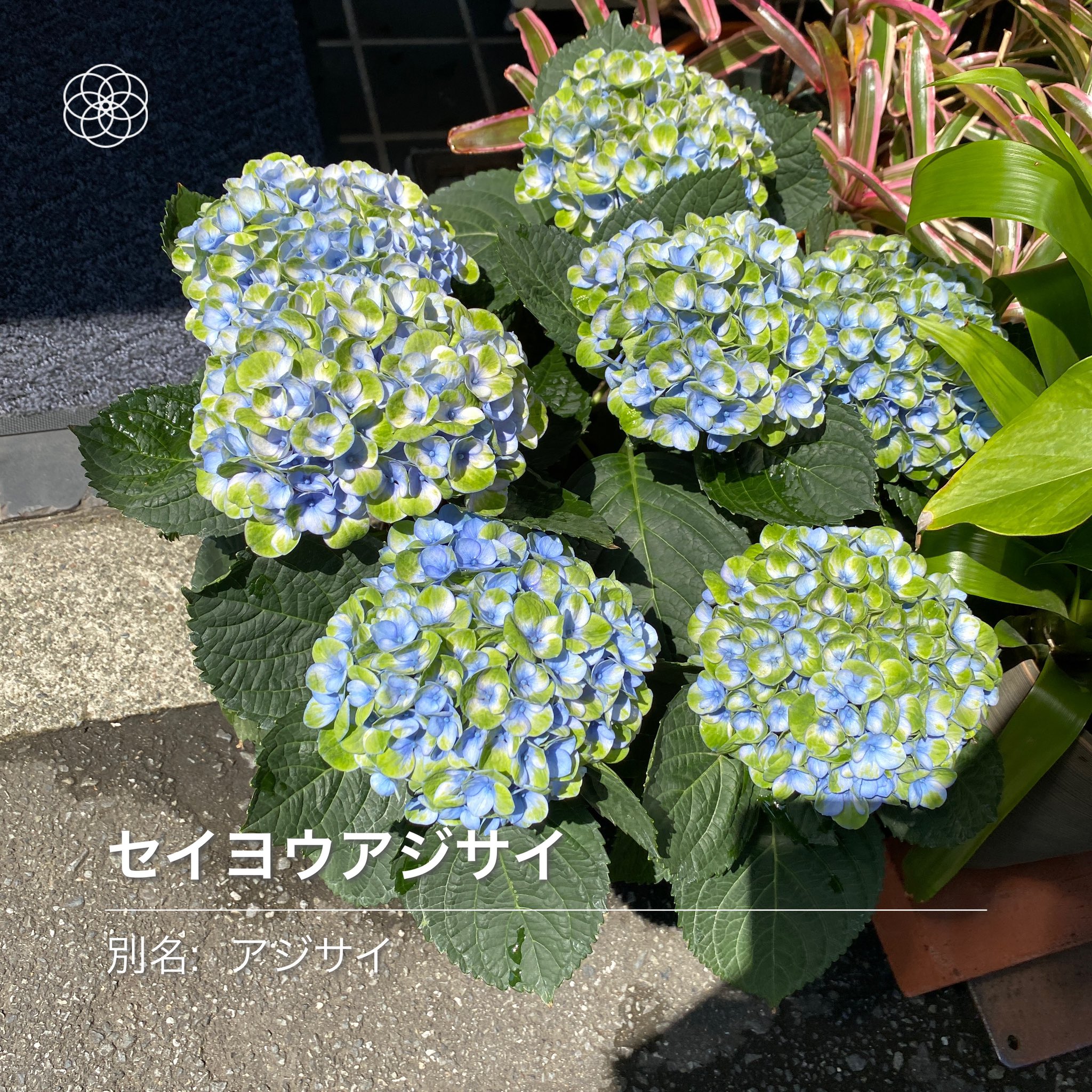 Ayako Maeda 友人が教えてくれた ハナノナ って言う無料アプリが抜群に使える アプリの画像に知りたい街路や野山の花 を写すとすぐさま 花の名前が表示される 花の名前表示したまま保存もできる 素晴らしすぎる T Co Tcqfzdzcbu Twitter