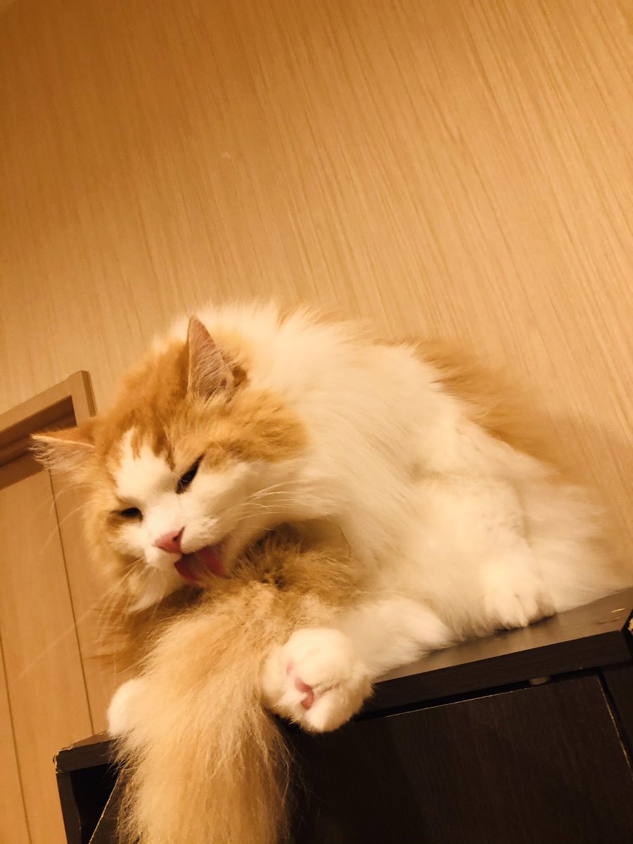 Cat Cafe Obc Catcafe Obc Twitter Cat Cafe Obc Catcafe Obc Twitter