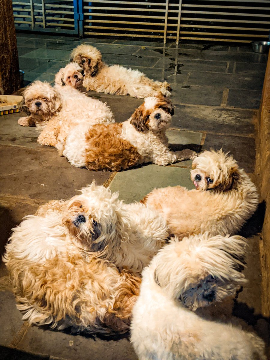 PhoebesFarm's tweet photo. Good Morning World 🧡 You are Beautiful 🥰 And we are Blessed 🤗 at Phoebe's Farm 💕

love is never enough... after spending 24hours of the day with them, they still wait outside the washroom early morning 😍

#bourbon #suzie #piddi #matki #riley #ross #piddu #bella #Mumbai #Pune https://t.co/tcPIhXET78