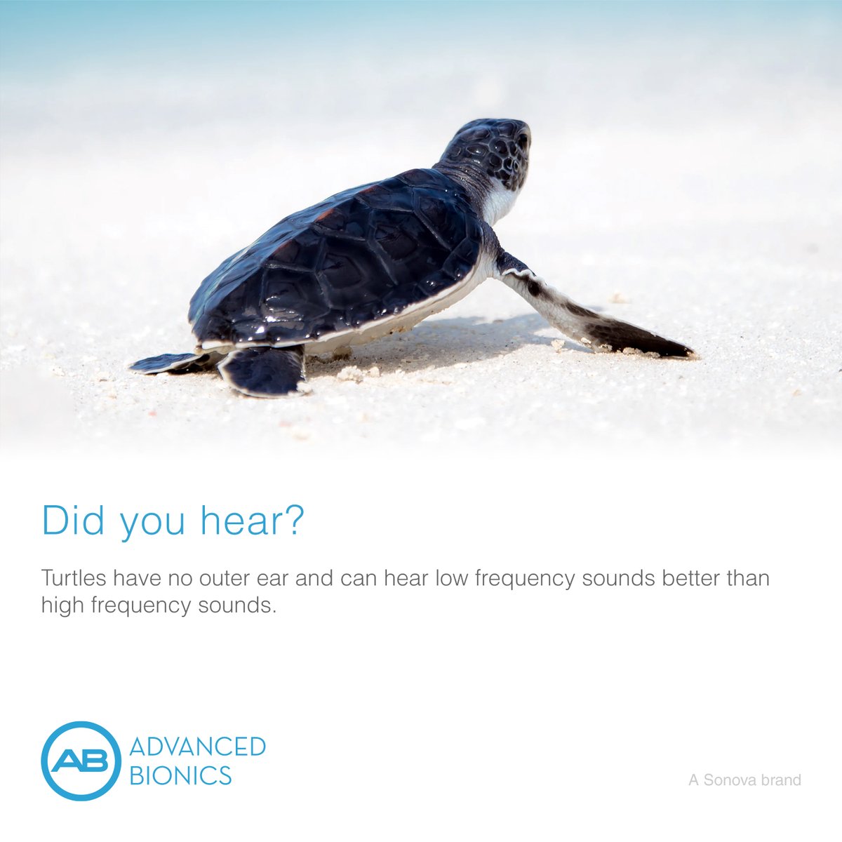 Did you hear?

Turtles have no outer ear and can hear low frequency sounds better than high frequency  sounds. 🐢

 #didyouknow #funfacts #hearinglossawareness #hearingloss